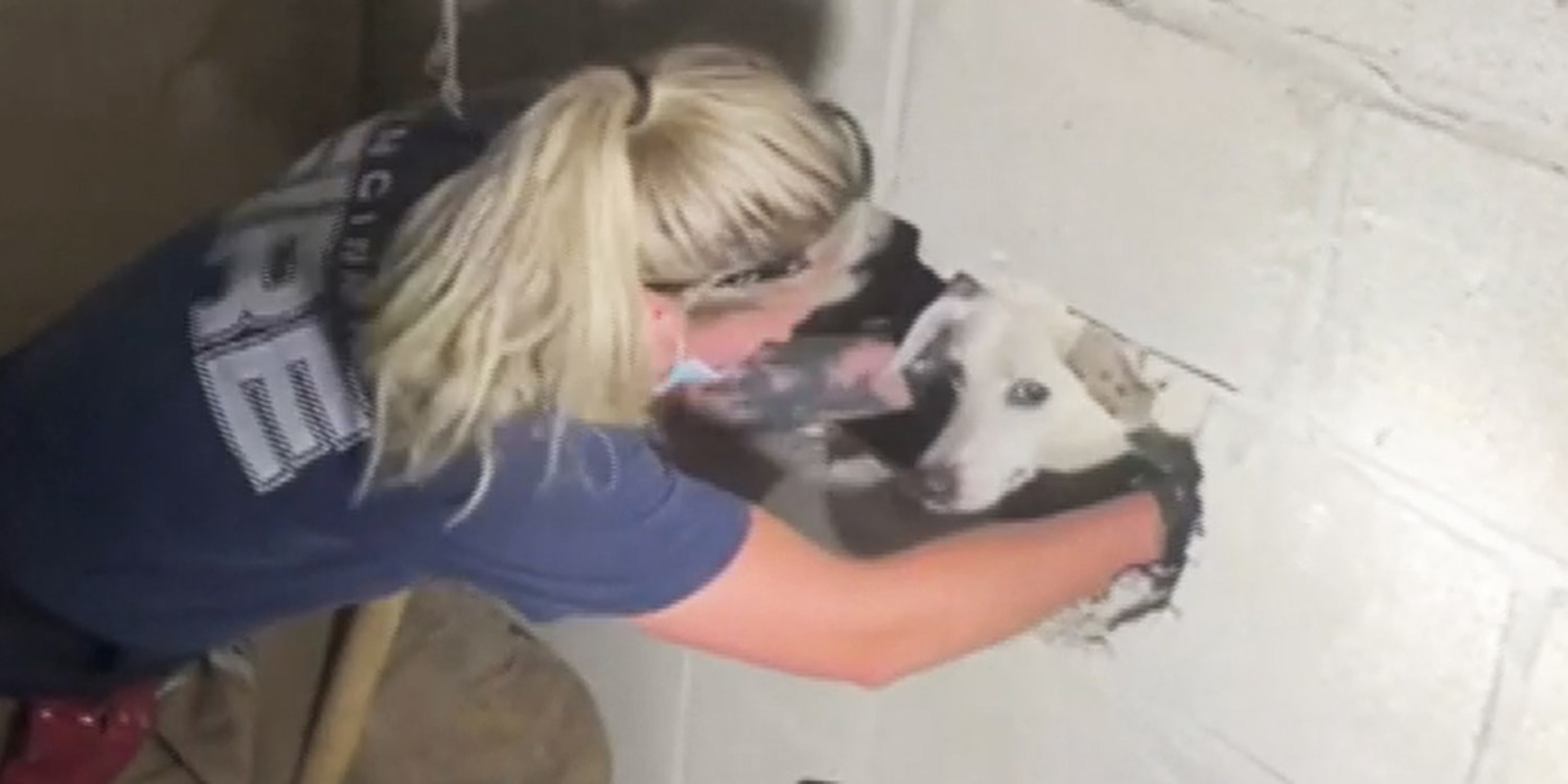Dog missing for 5 days discovered alive inside walls of Cincinnati home