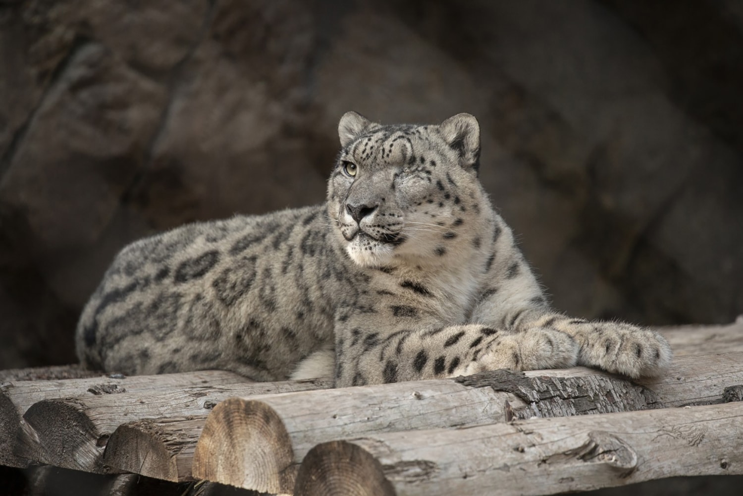 Snow leopard at Illinois zoo dies after contracting Covid-19, Illinois