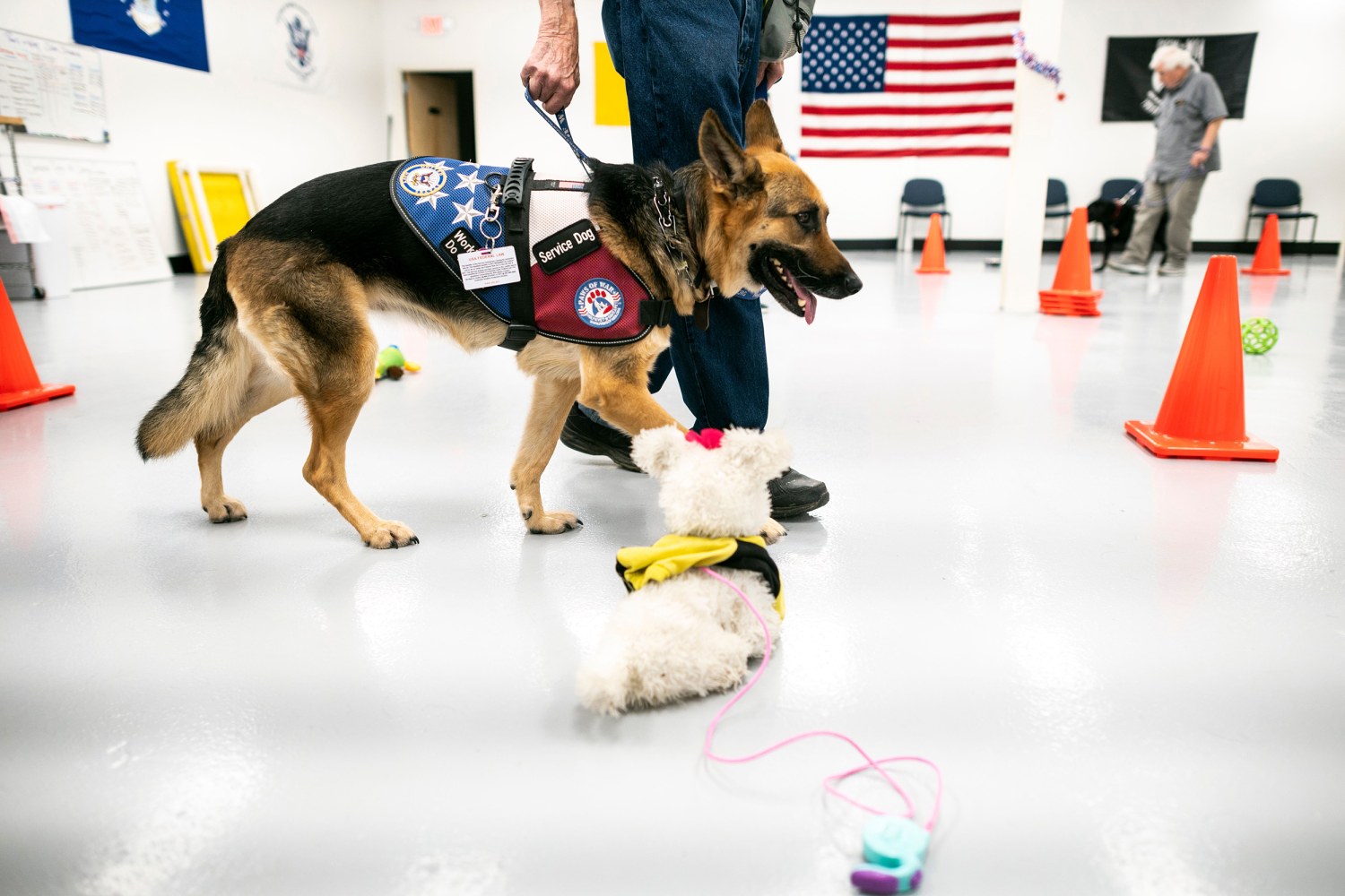 Bills present local veteran with service dog Rebel for a cause