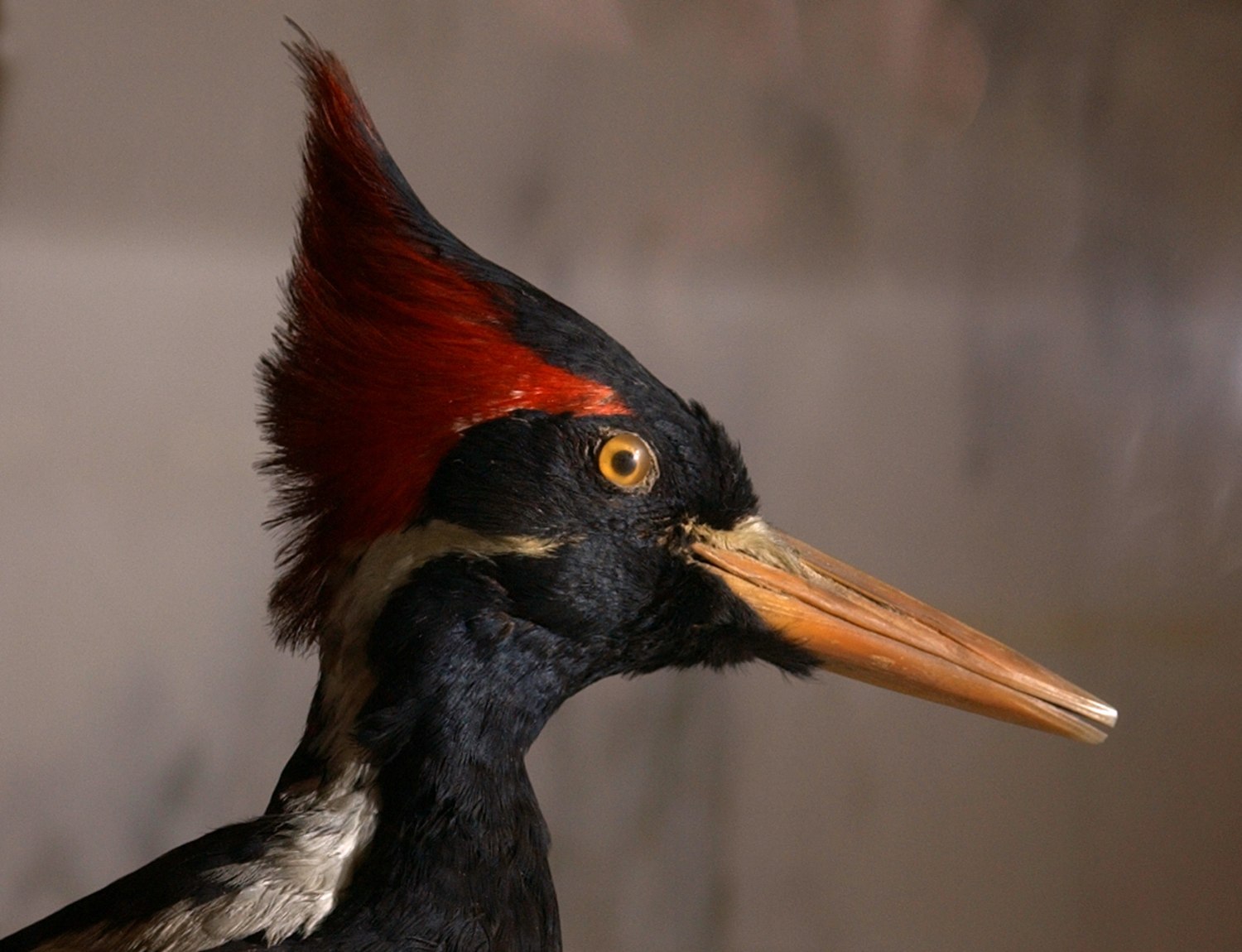 What Covid and the ivory-billed woodpecker being declared extinct have in  common
