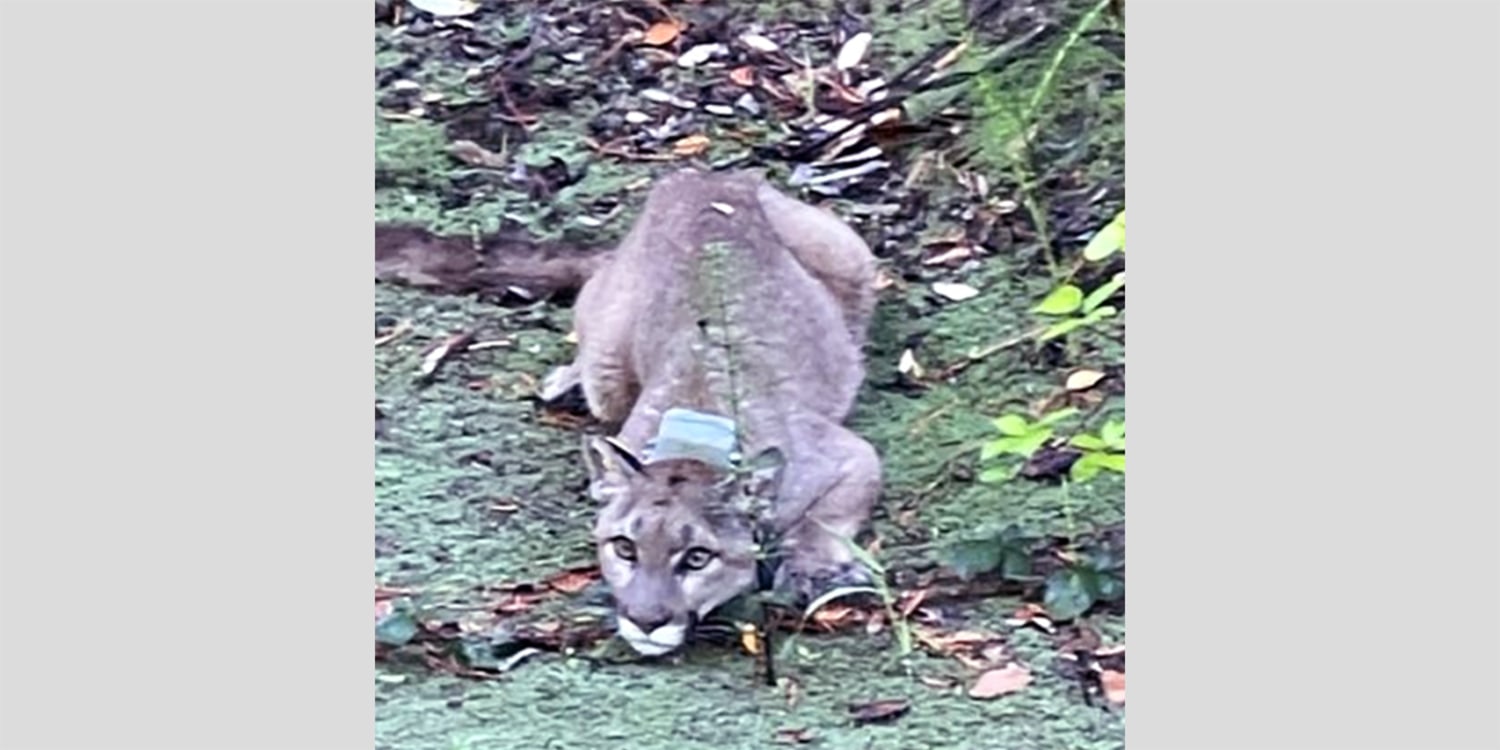 Mountain lion sightings reported in Connecticut, police say