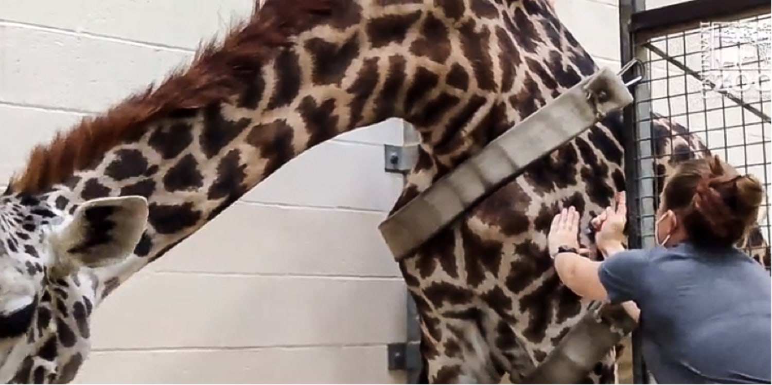 Cincinnati Zoo vaccinates 80 animals against Covid-19
