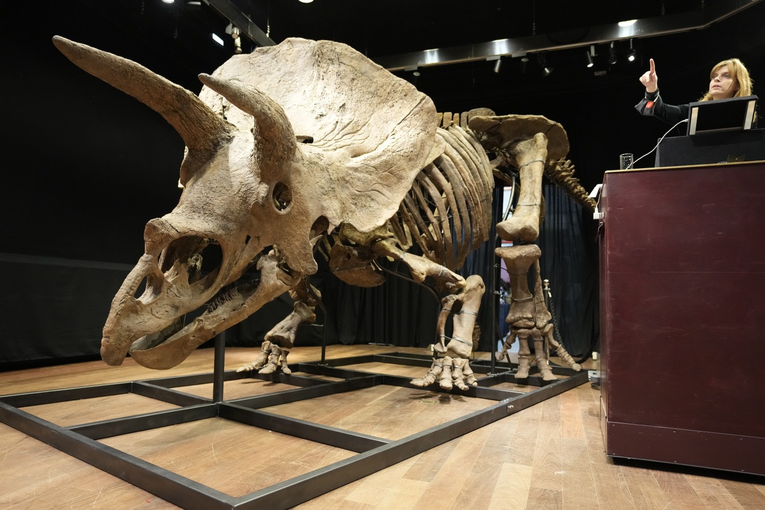 66 million-year-old triceratops skeleton, world's biggest, goes for $7.7  million