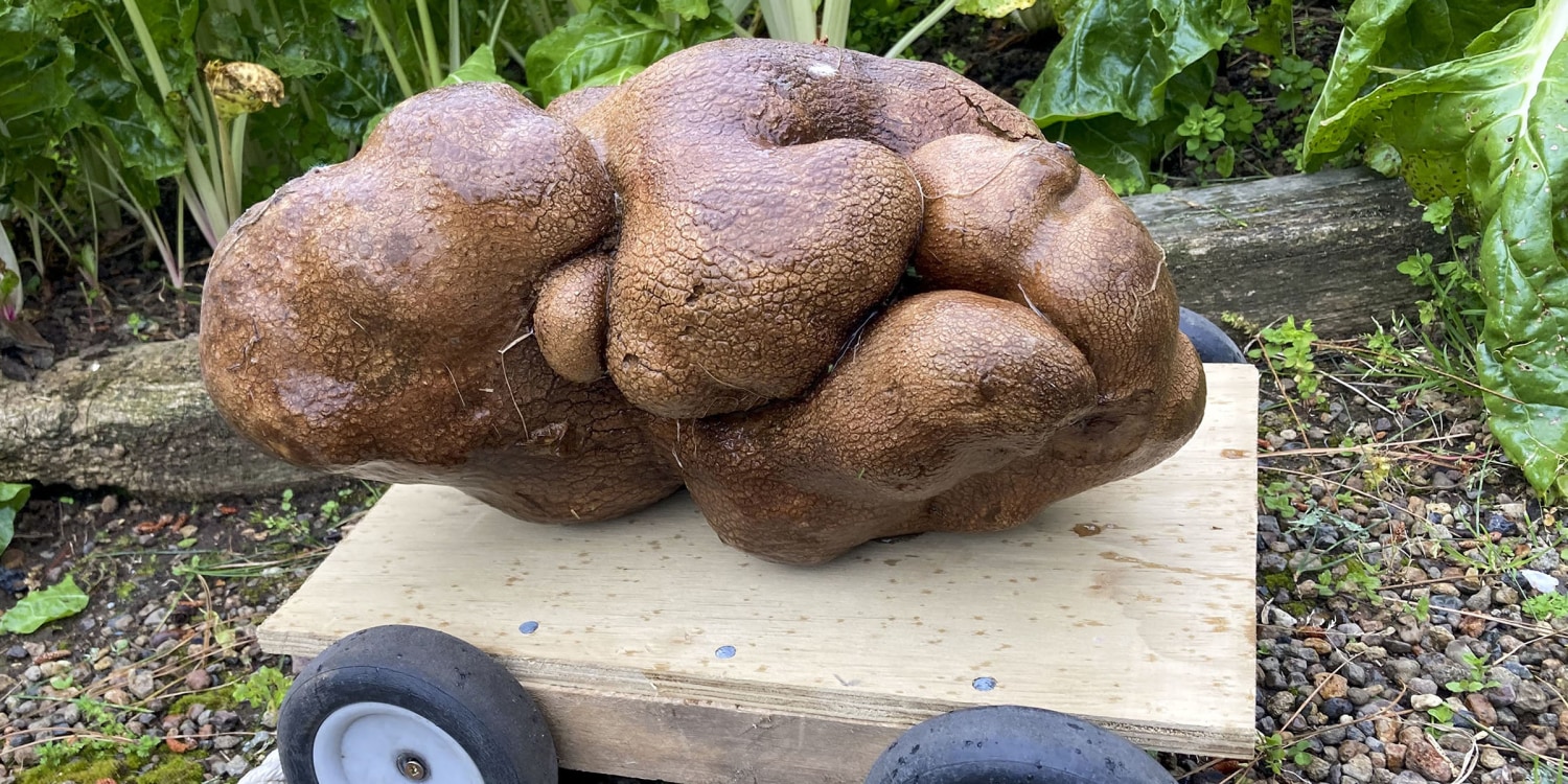 Doug the ugly potato could be worlds biggest (hes no small fry)