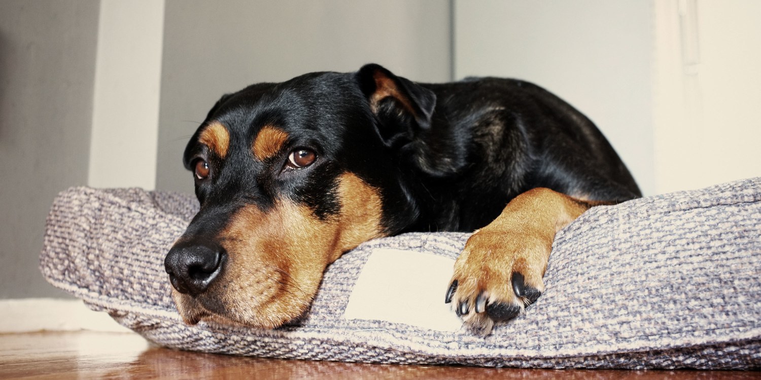 My dog sleeps with his head 2024 hanging off bed