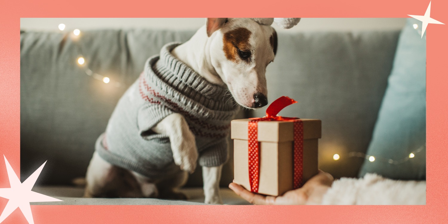 best gifts for a new puppy