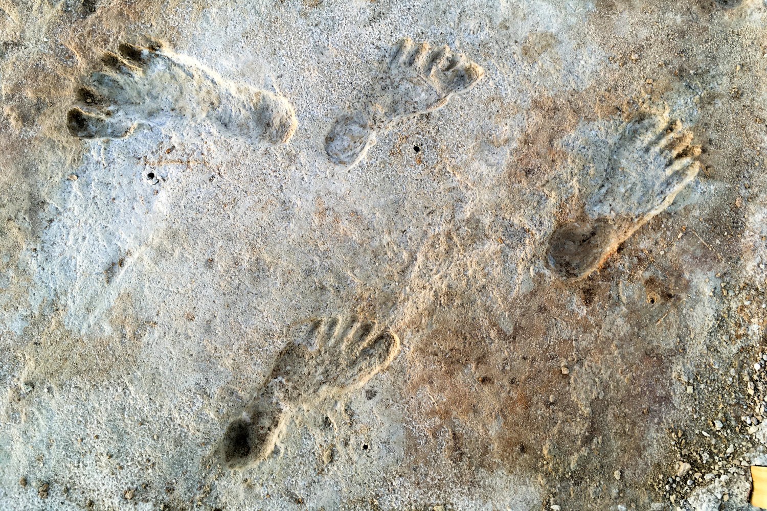 Fossil footprints show humans in North America more than 21,000