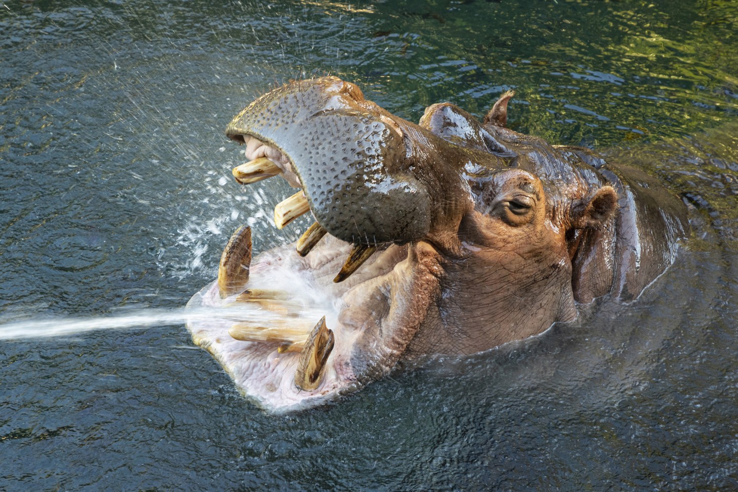 Hippo Goes Overseas ヒッポ外国へ46枚 The World's Only Wild Hippos Outside Africa Are Dividing a Nation