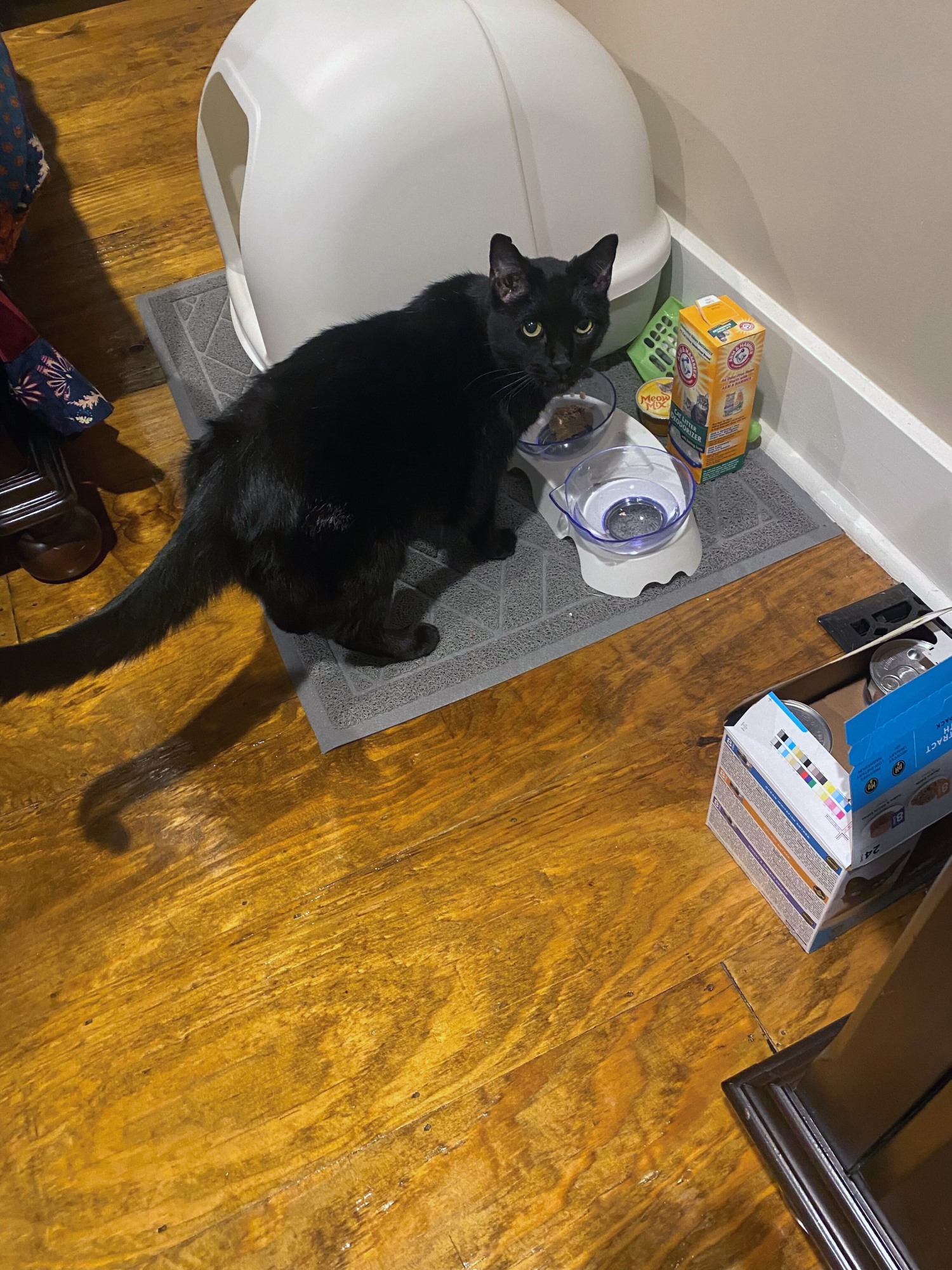 Cat Who Survived Tornado Is Found Sitting on Pillow Amongst Debris