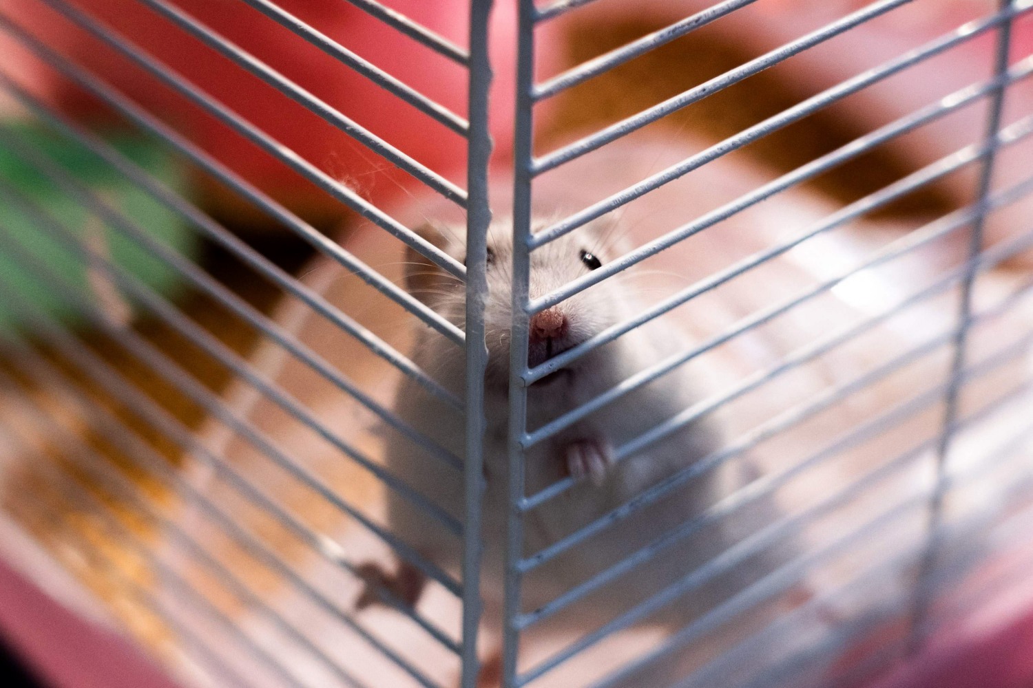 Hongkongers launch hamster rescue mission after Covid cull declared, Hong  Kong