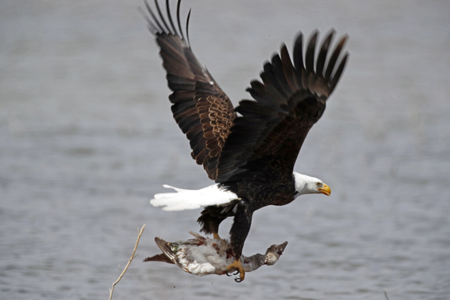 Las águilas calvas muestran señales de envenenamiento crónico con plomo  alrededor del país