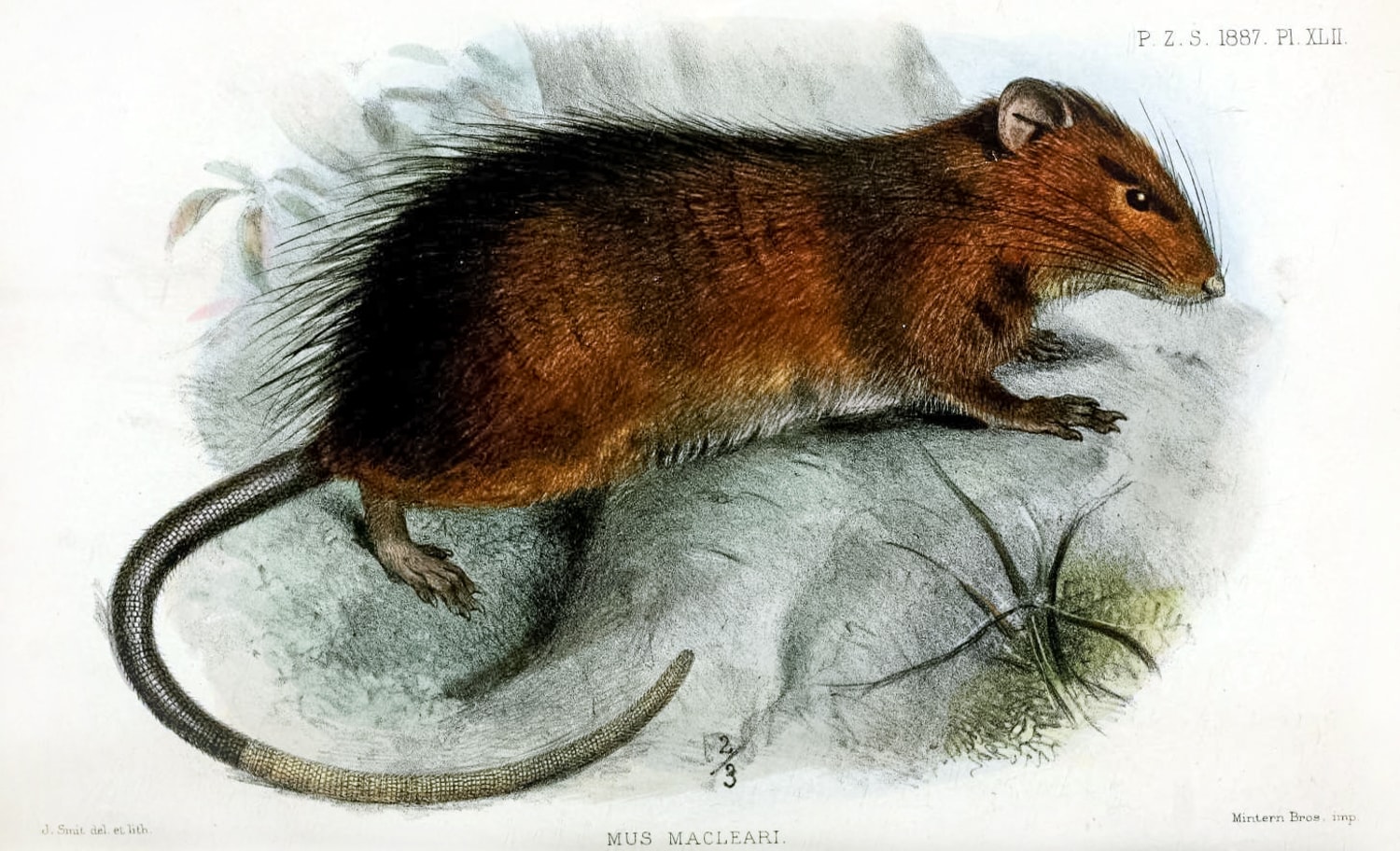 Scientists think they could 'de-extinct' the Christmas Island rat. But  should they?