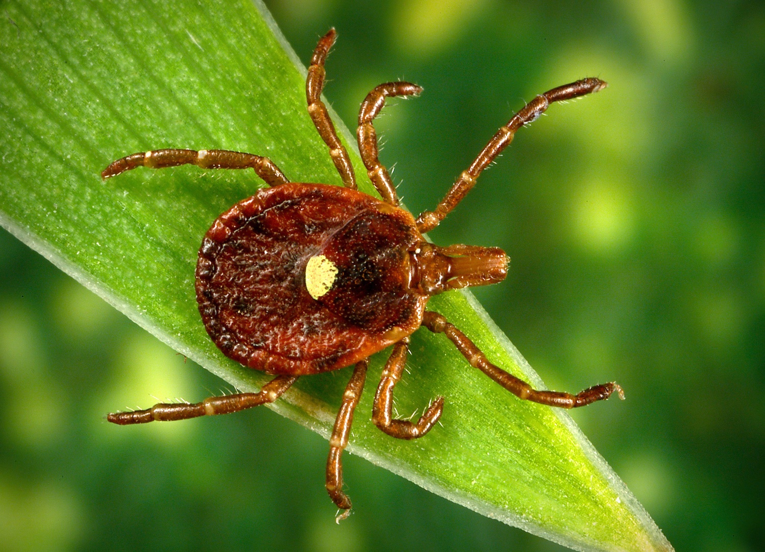 Lone star tick linked to Heartland virus in people now found in 6 states