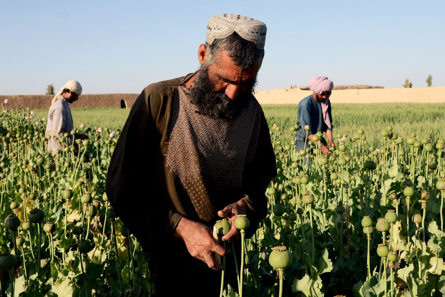 その他 When Bamboo Bloom: An Anthropologist in Taliban&#39;s Afghanistan Amazon.com: When Bamboo Bloom: An Anthropologist in