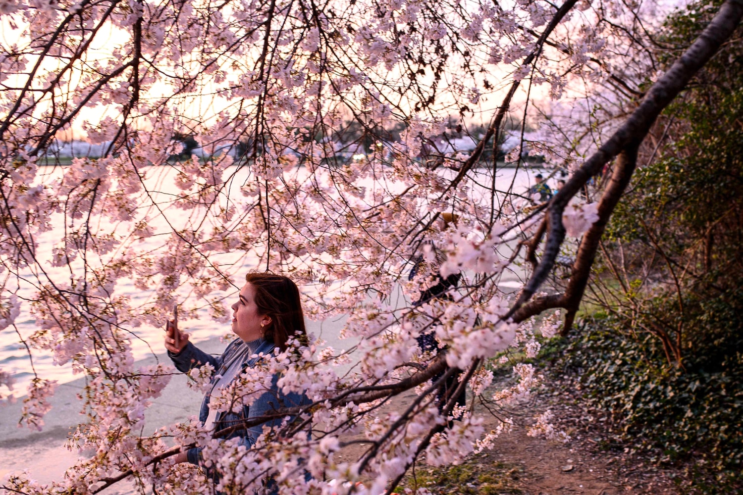 Burned and vandalized: A history of cherry blossoms bearing the brunt of  xenophobia
