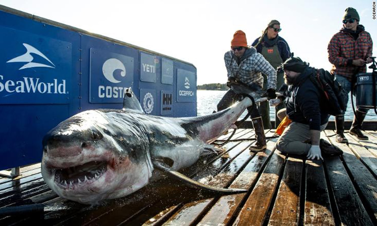 1,000-pound great white shark from Canada named Ironbound spotted near  North Carolina and Jersey Shore