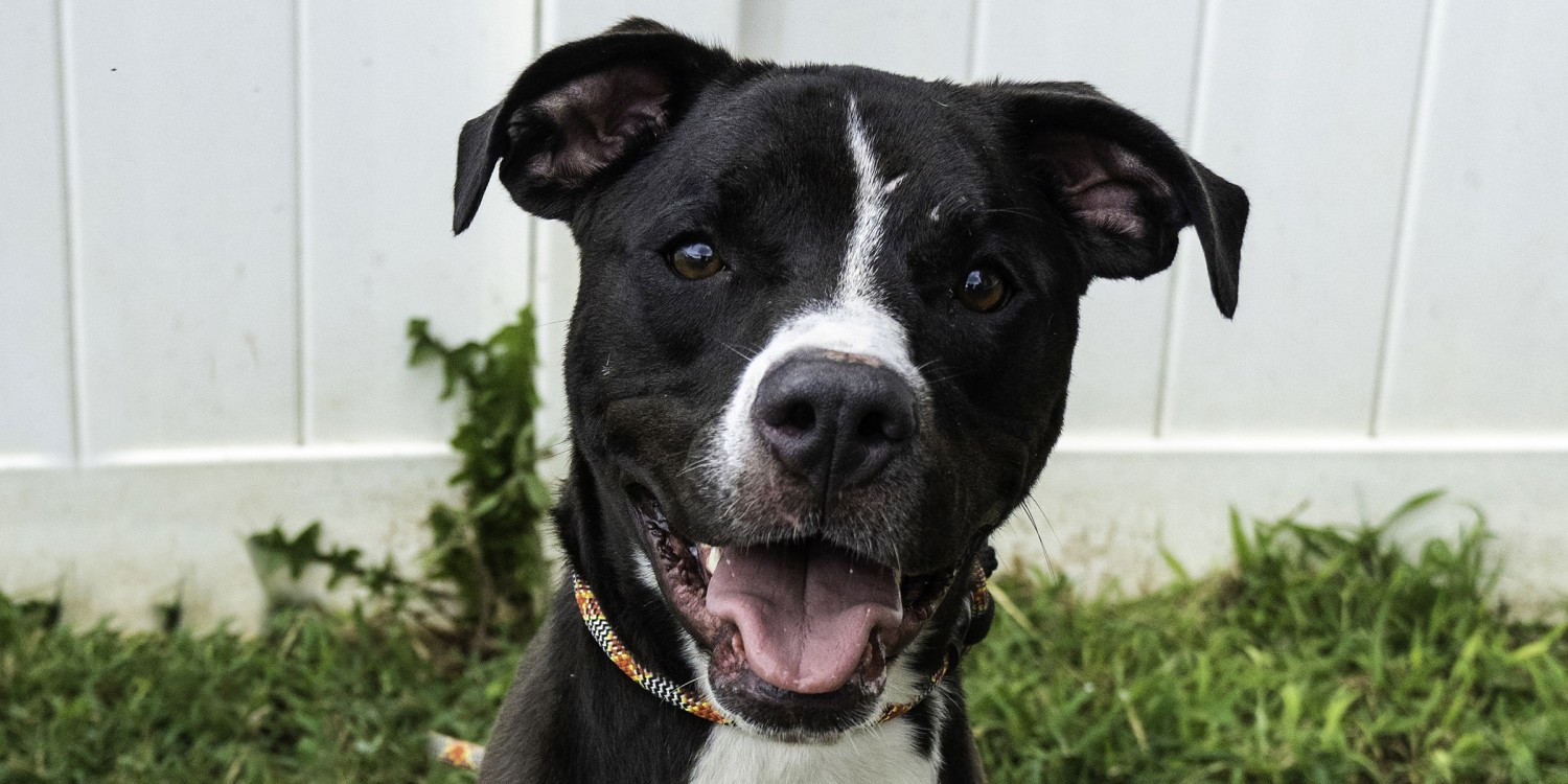 Creative dog names that animal shelters use to help pets get adopted
