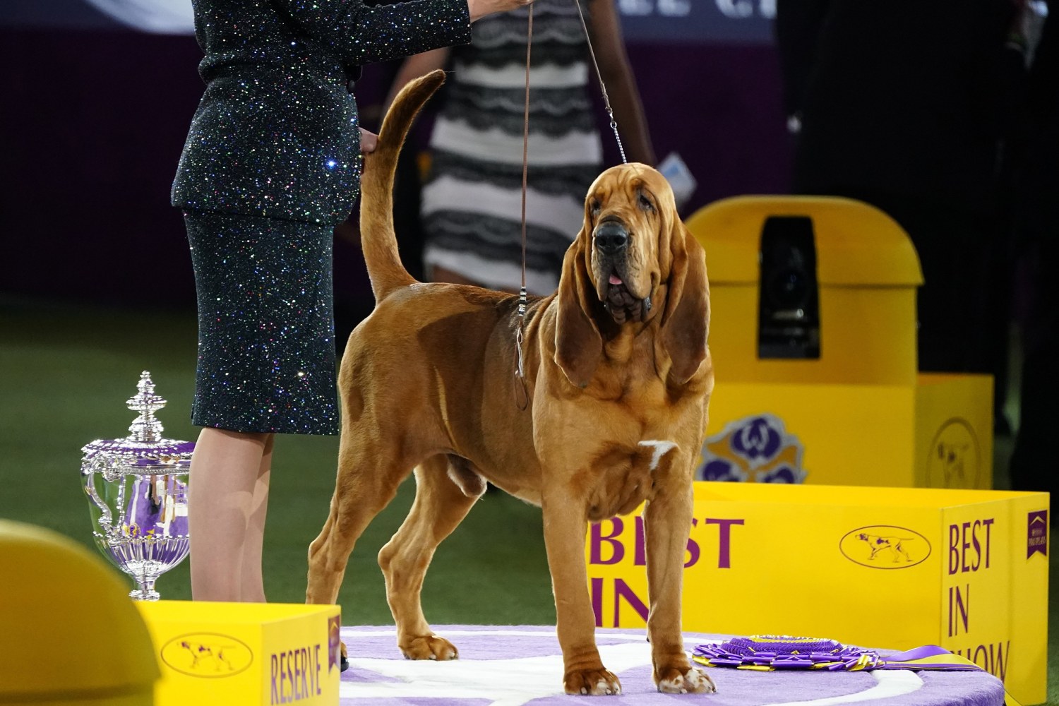 Trumpet becomes first bloodhound to win Westminster's best in show
