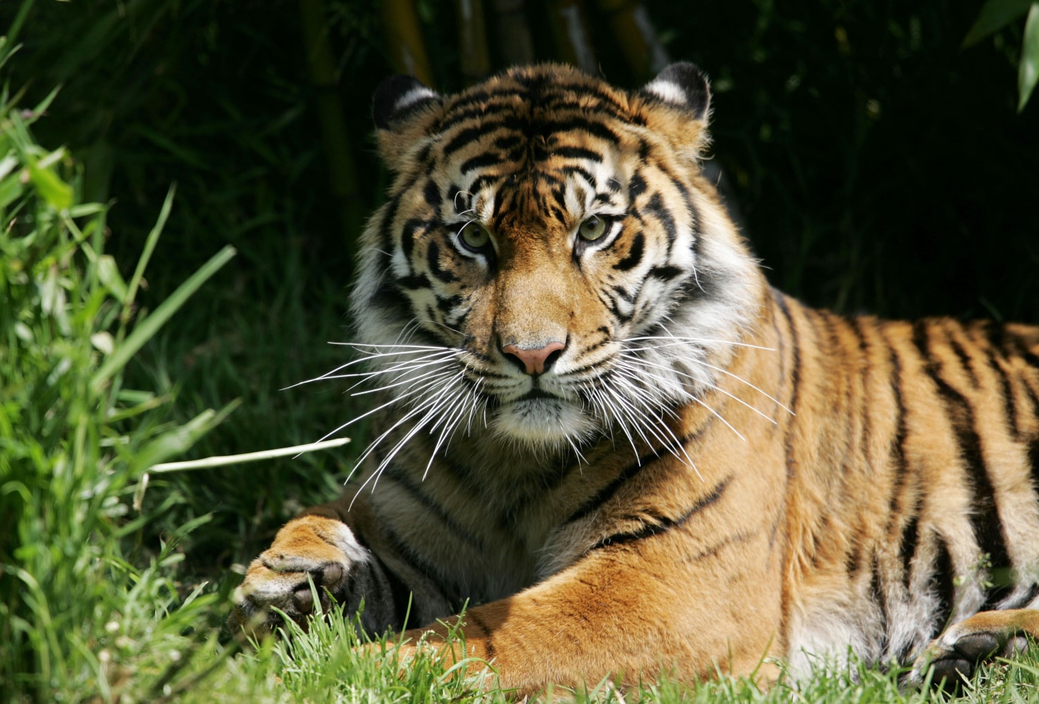 14-year-old tiger at Columbus, Ohio, zoo dies after contracting Covid