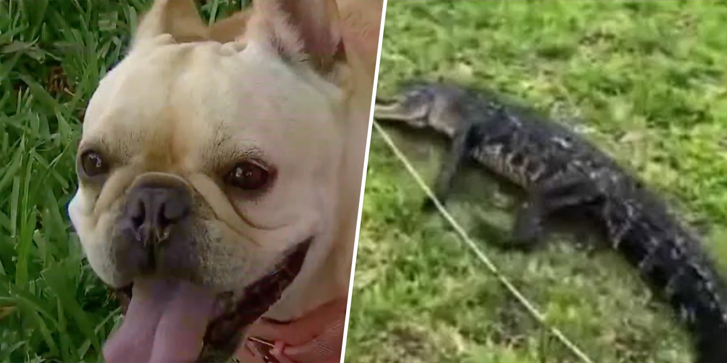 Watch These Bold Dogs Chase off an Intruding Crocodile - A-Z Animals