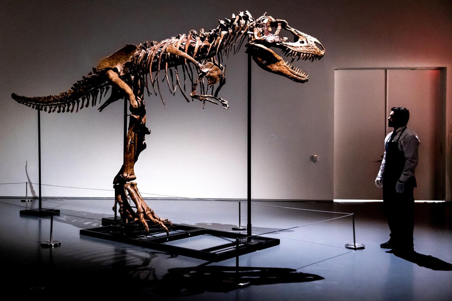 76 million-year-old dinosaur skeleton of T. rex relative to