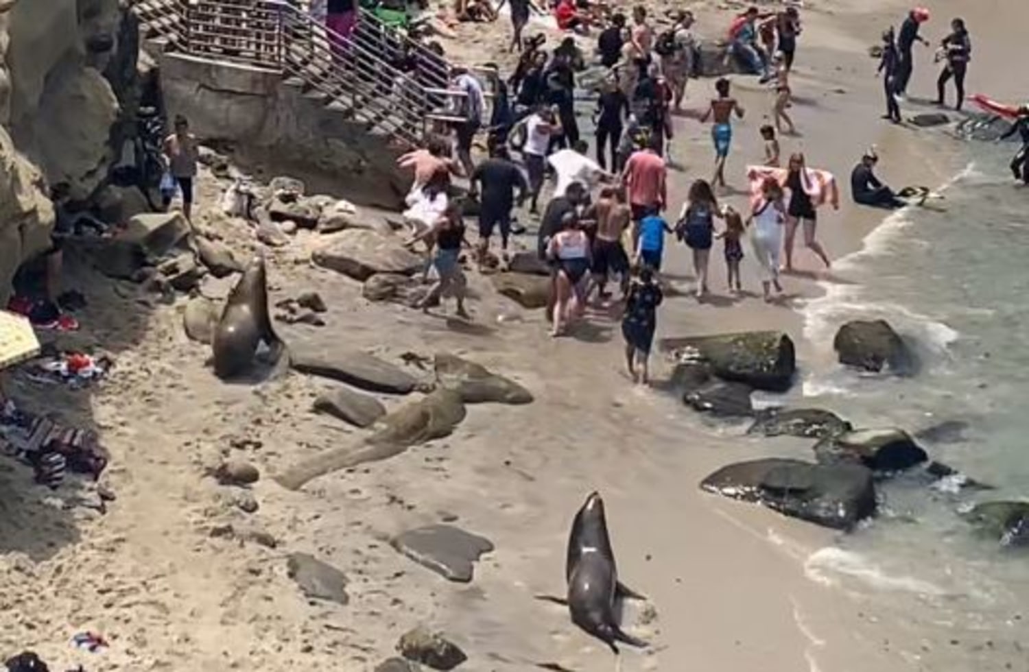 Video shows sea lions charging at beachgoers at La Jolla Cove in San Diego