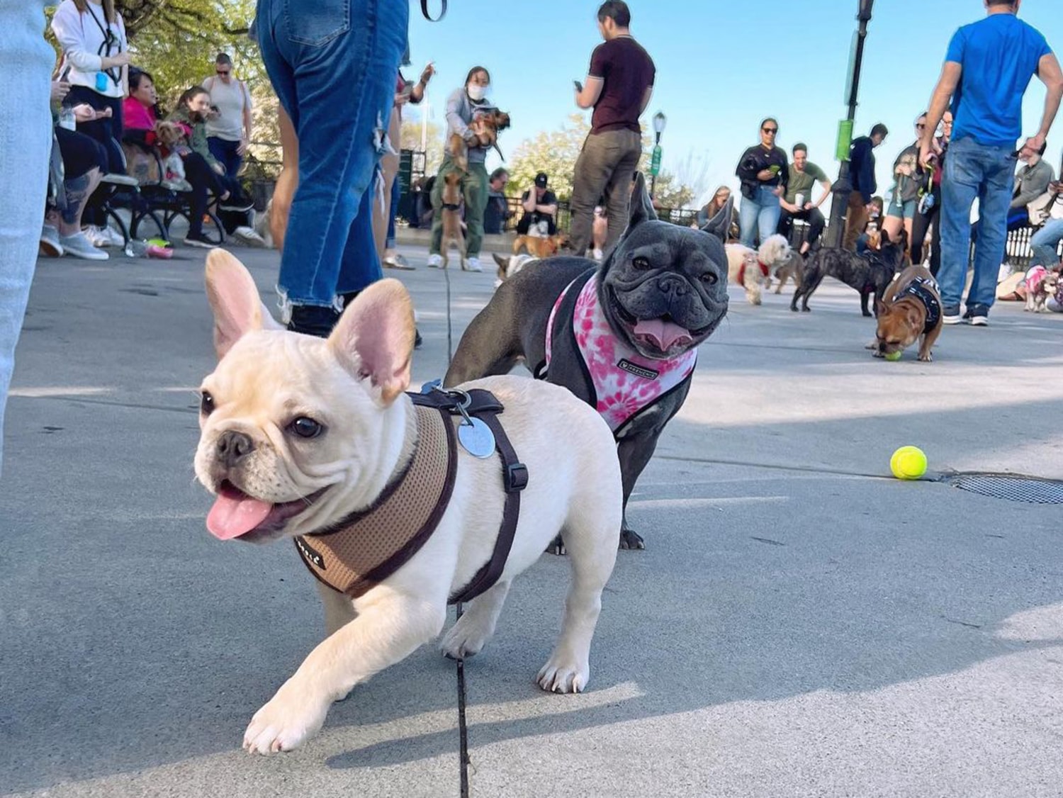 How A French Bulldog Meetup In New York Became The Center Of Viral Debate