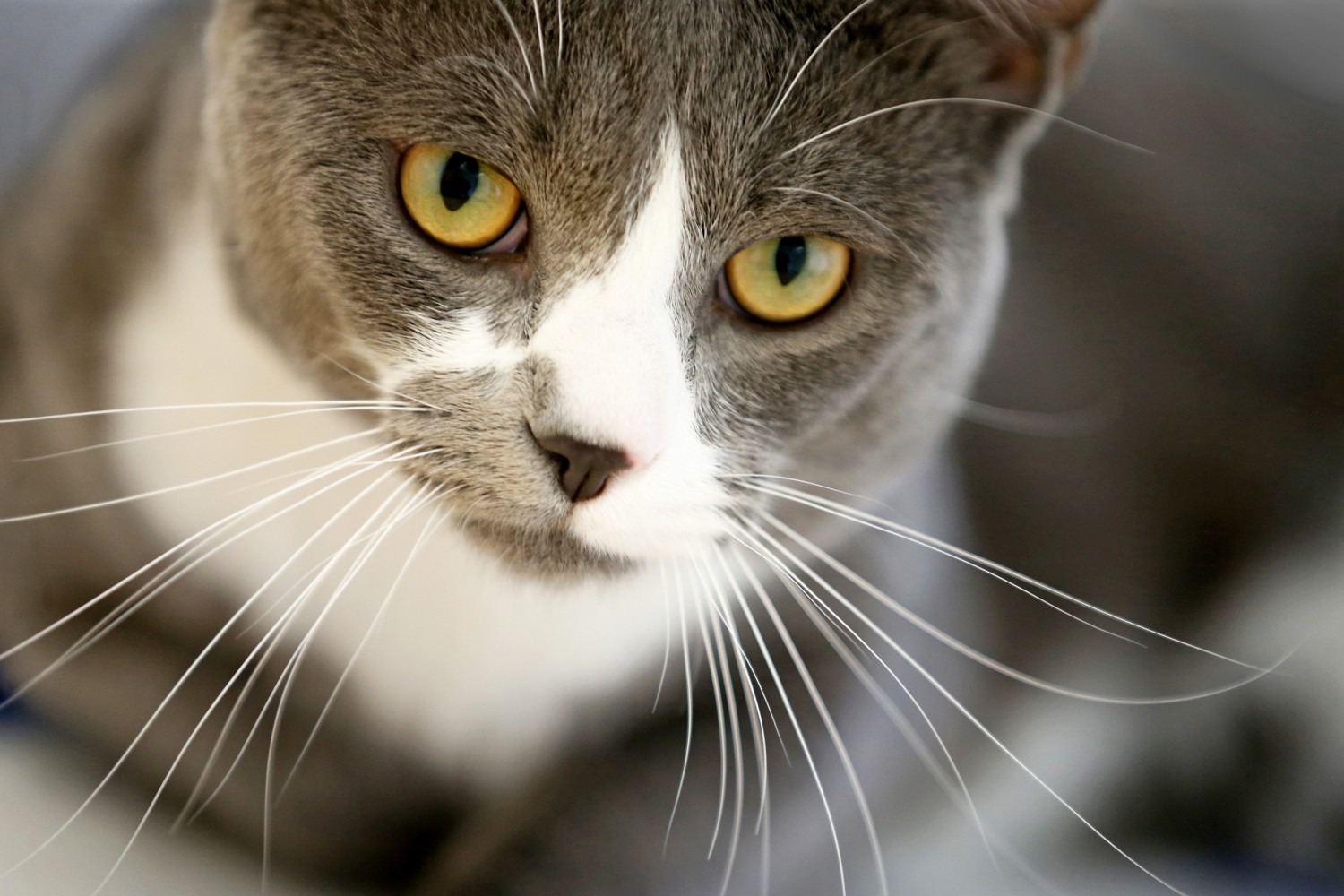 New Zealand, eliminate cats: They kill endangered bird species and