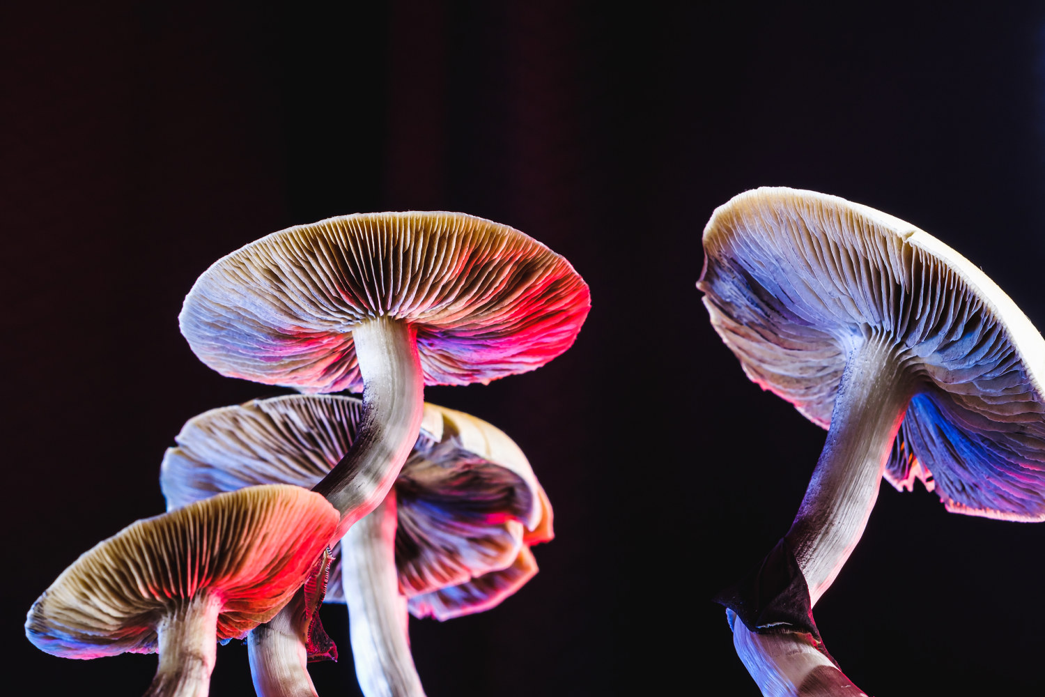 Psilocybin Mushrooms Addiction Treatment & Abuse Warning Signs