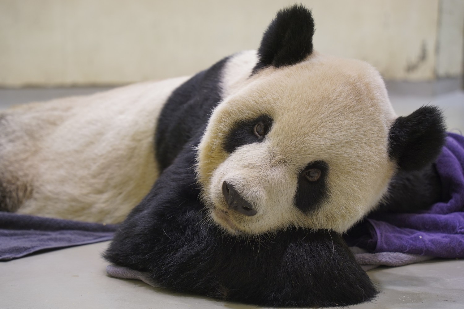 Giant panda gifted by China dies in Taiwan zoo