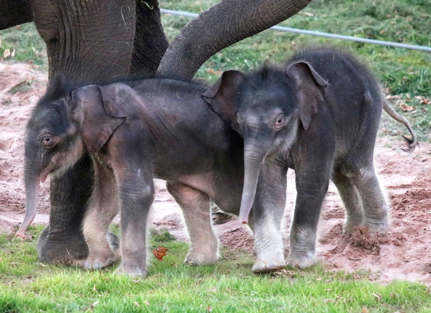 Rare Elephant Twins are Born in 'Historic Moment' at Syracuse Zoo