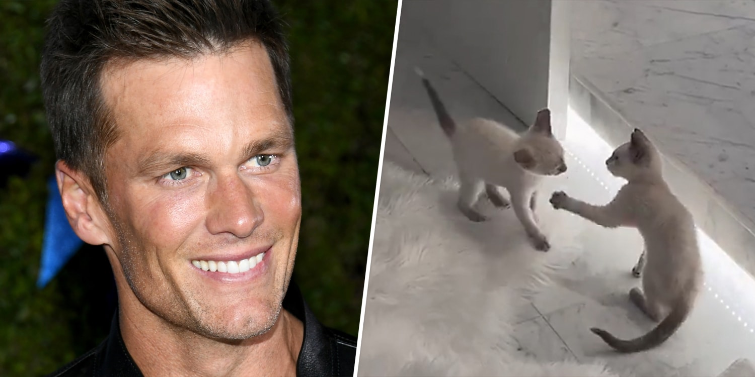 Adopted a 2-Month-Old Kitten”: Fans Spread Love and Laughter as Tom Brady  Topples Unretirement Mystery - EssentiallySports