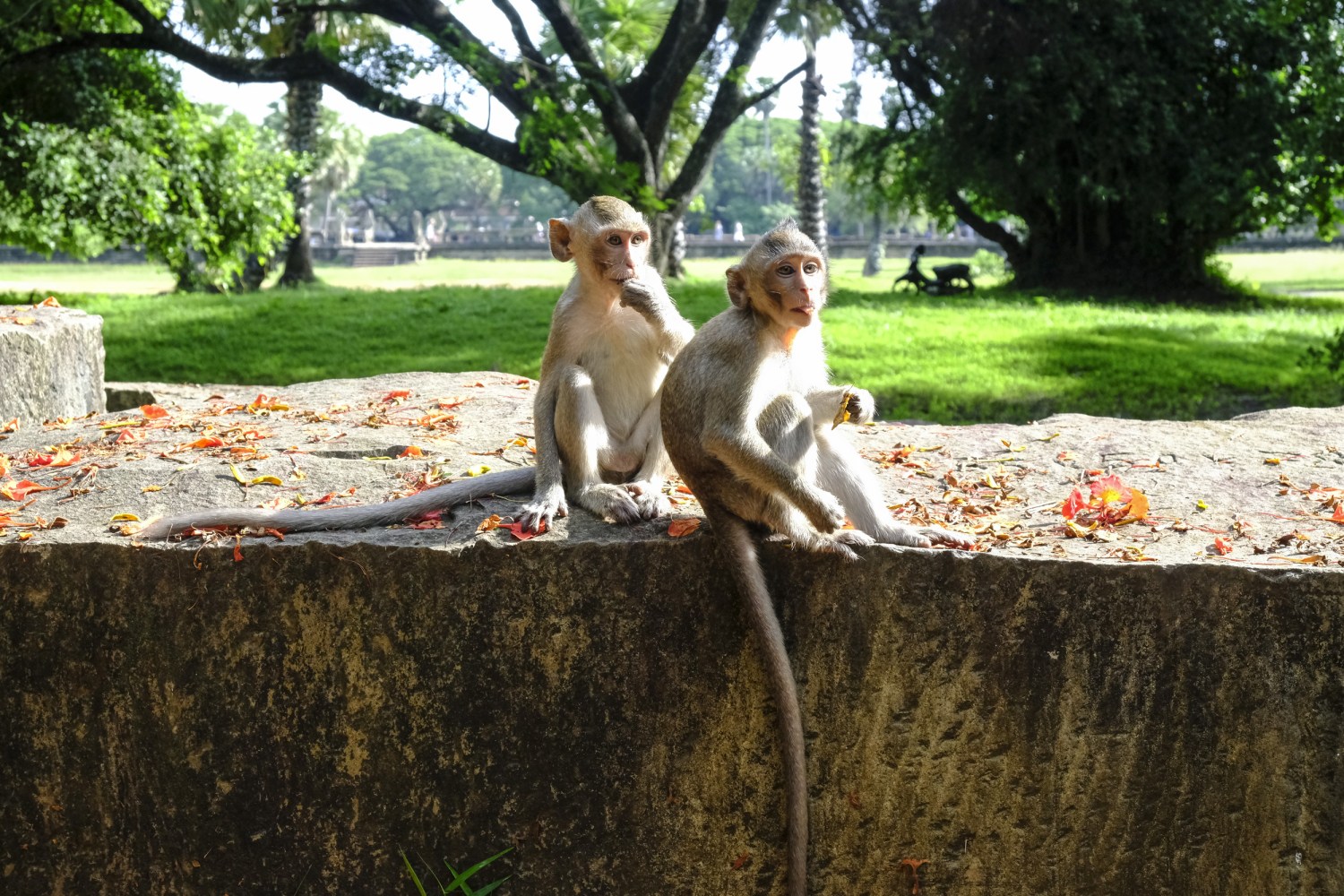 Performing monkey at the market