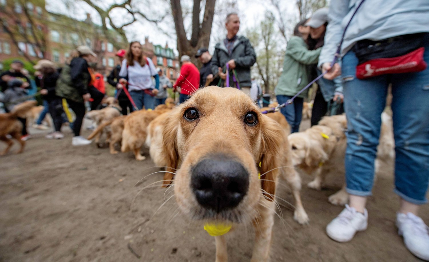 100 Golden Retrievers Will Honor Spencer & Penny - 2023 Boston Marathon