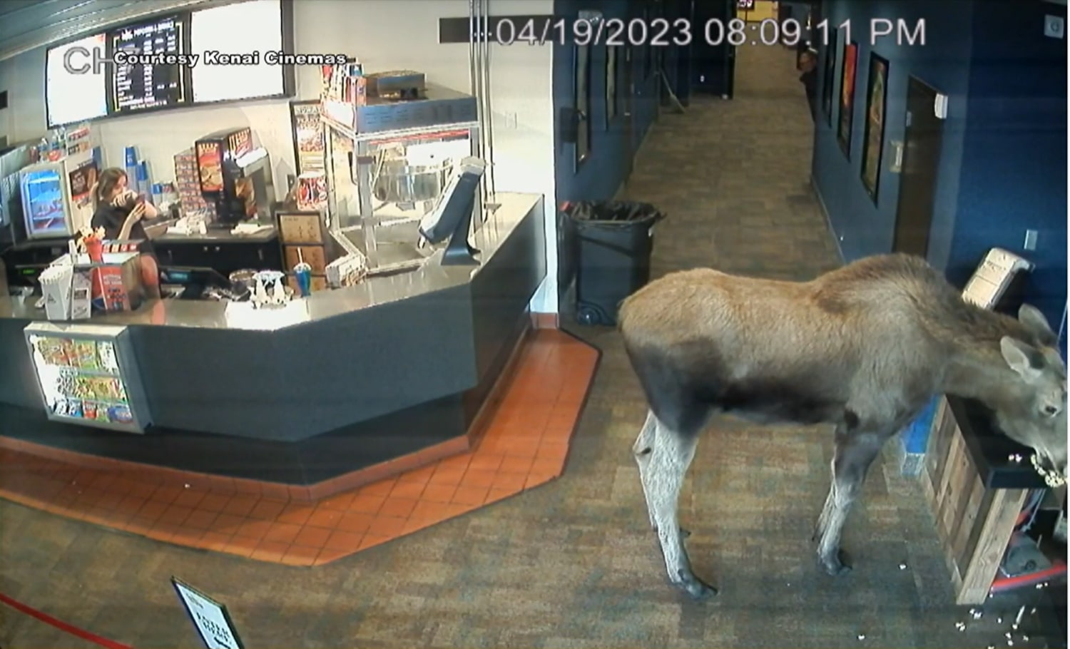 Moose Freely Walks Into Movie Theater And Eats Popcorn