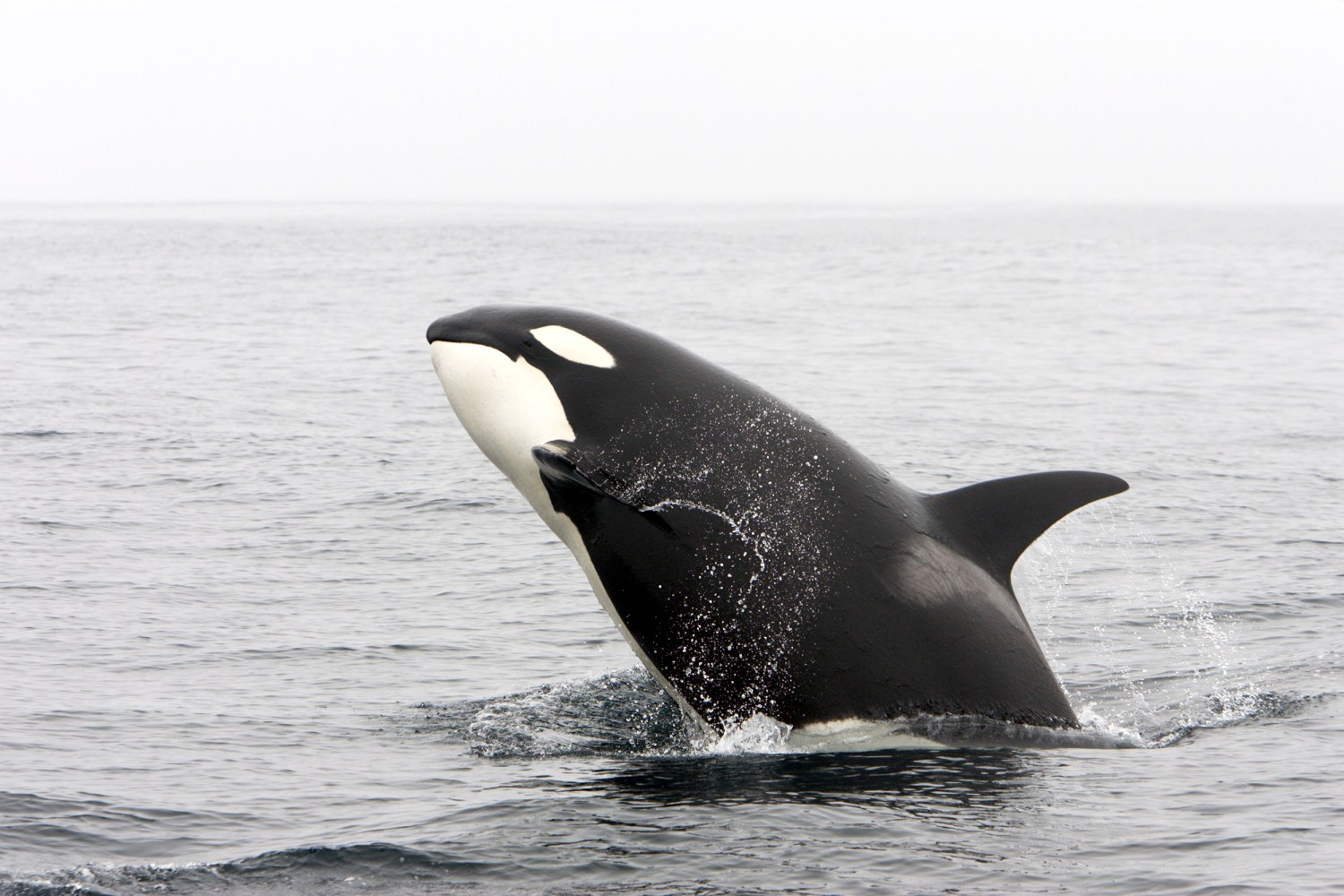 Orcas sank three boats off the coast of Portugal, but don't call