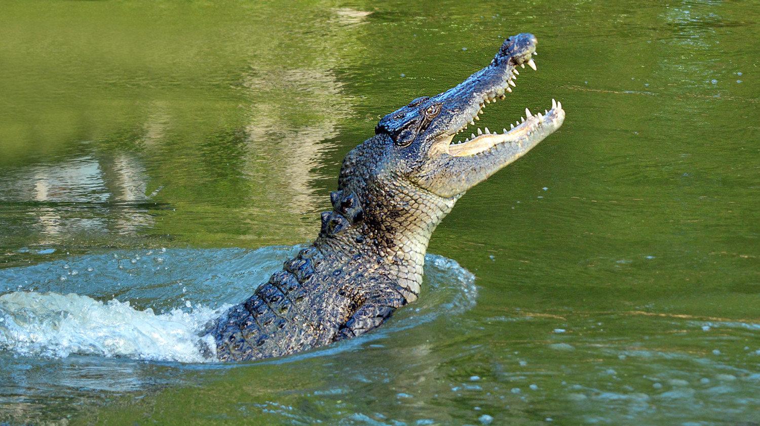 Australian man frees his head from the jaws of a crocodile after he's  attacked while snorkeling