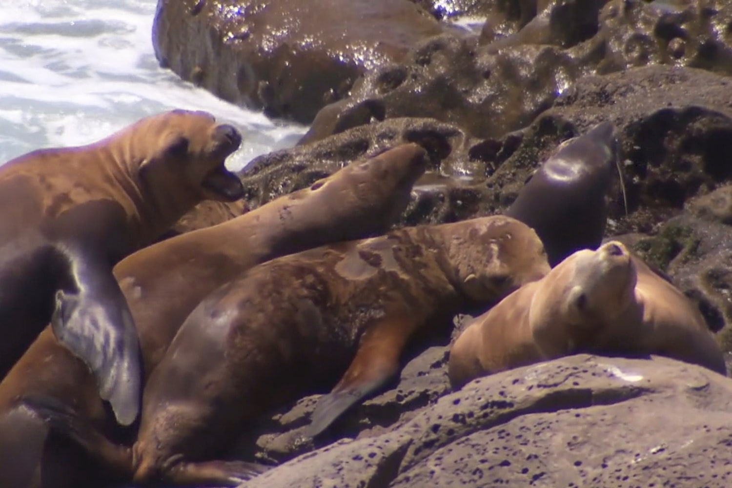 San Francisco Aquatic Park shut over 'aggressive' sea lions - BBC News