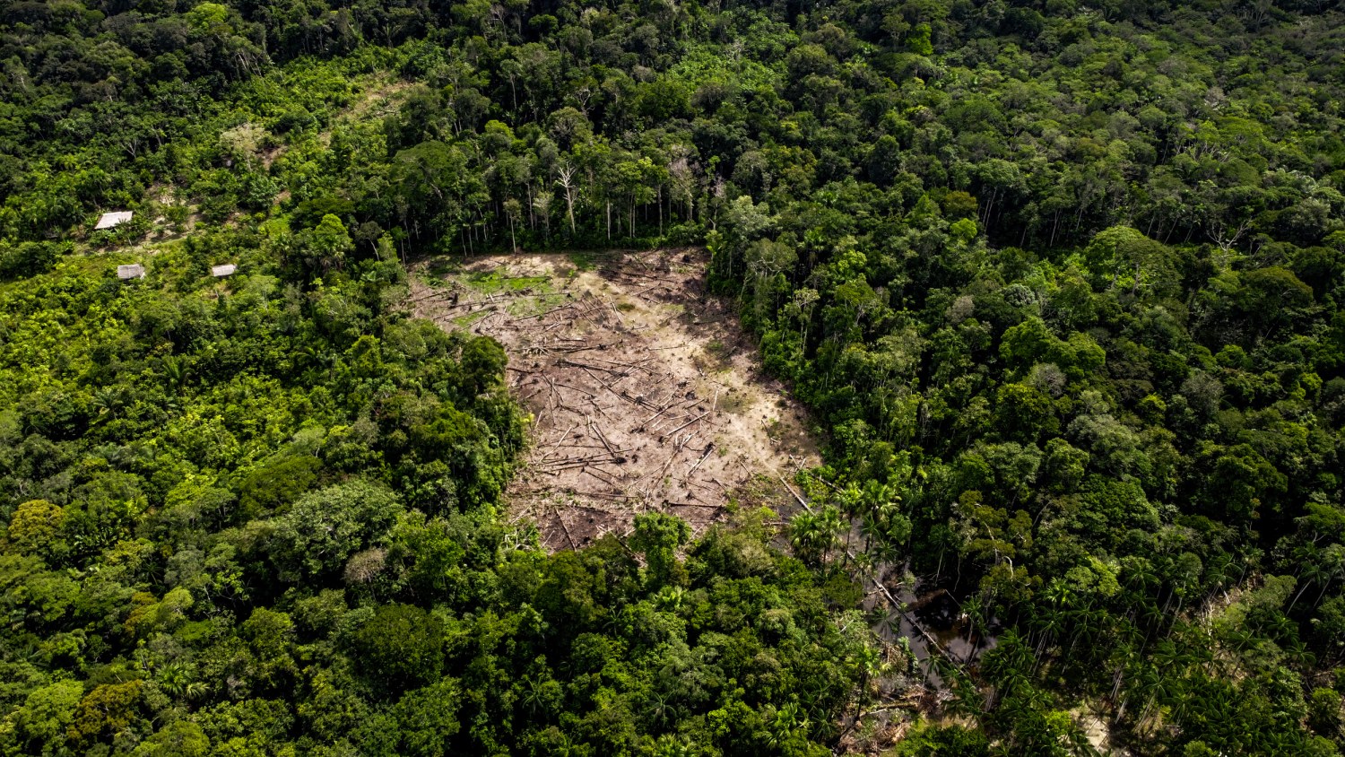 Deforestation – Rainforest Ecology