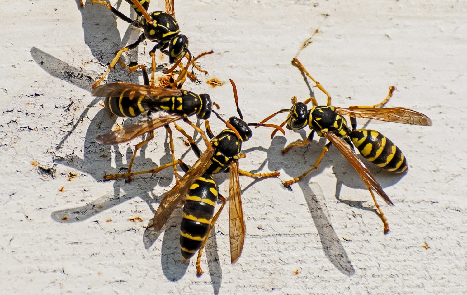 Man moving bag of potting soil dies after being stung by swarm of yellow  jackets and bees
