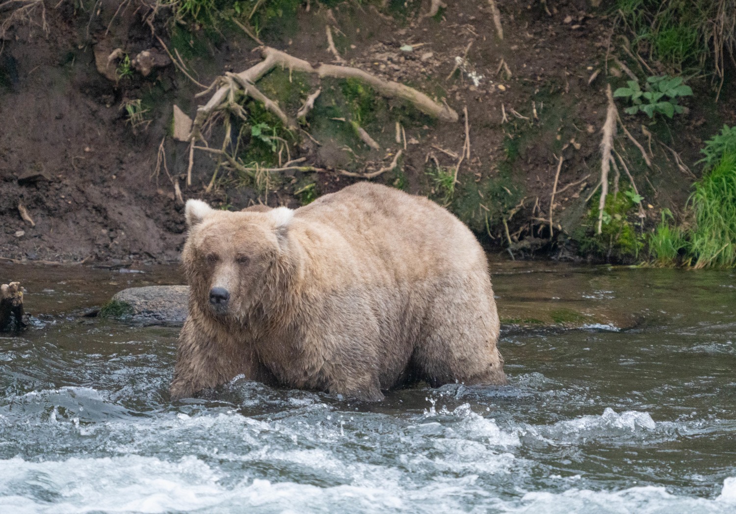 Chicago Bears  River Country