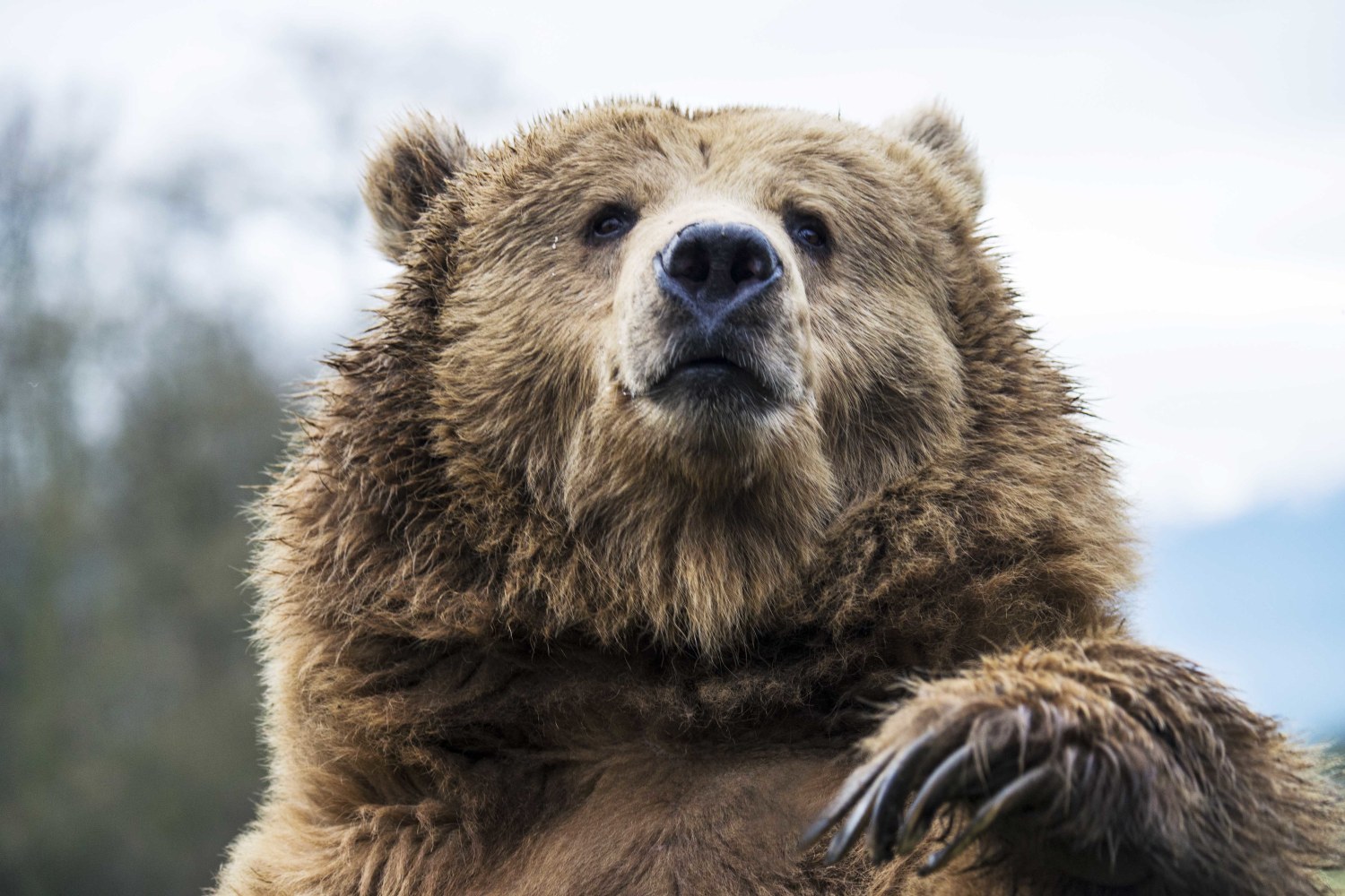 Two People Were Attacked and Killed by a Grizzly Bear in Canada