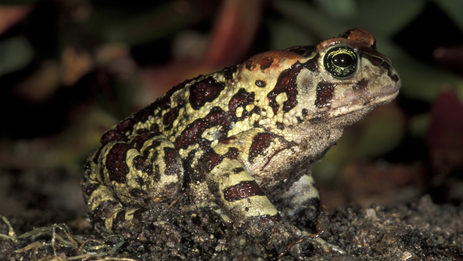 Miles de ranas y sapos invaden una ciudad en el norte de Honduras