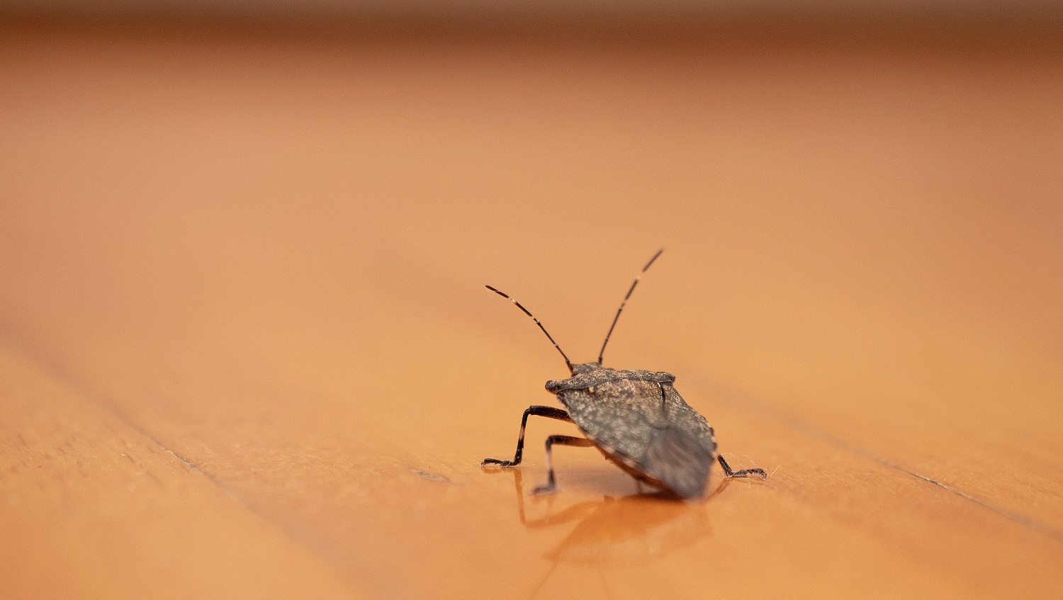 How to Get Rid of Stink Bugs, According to an Entomologist