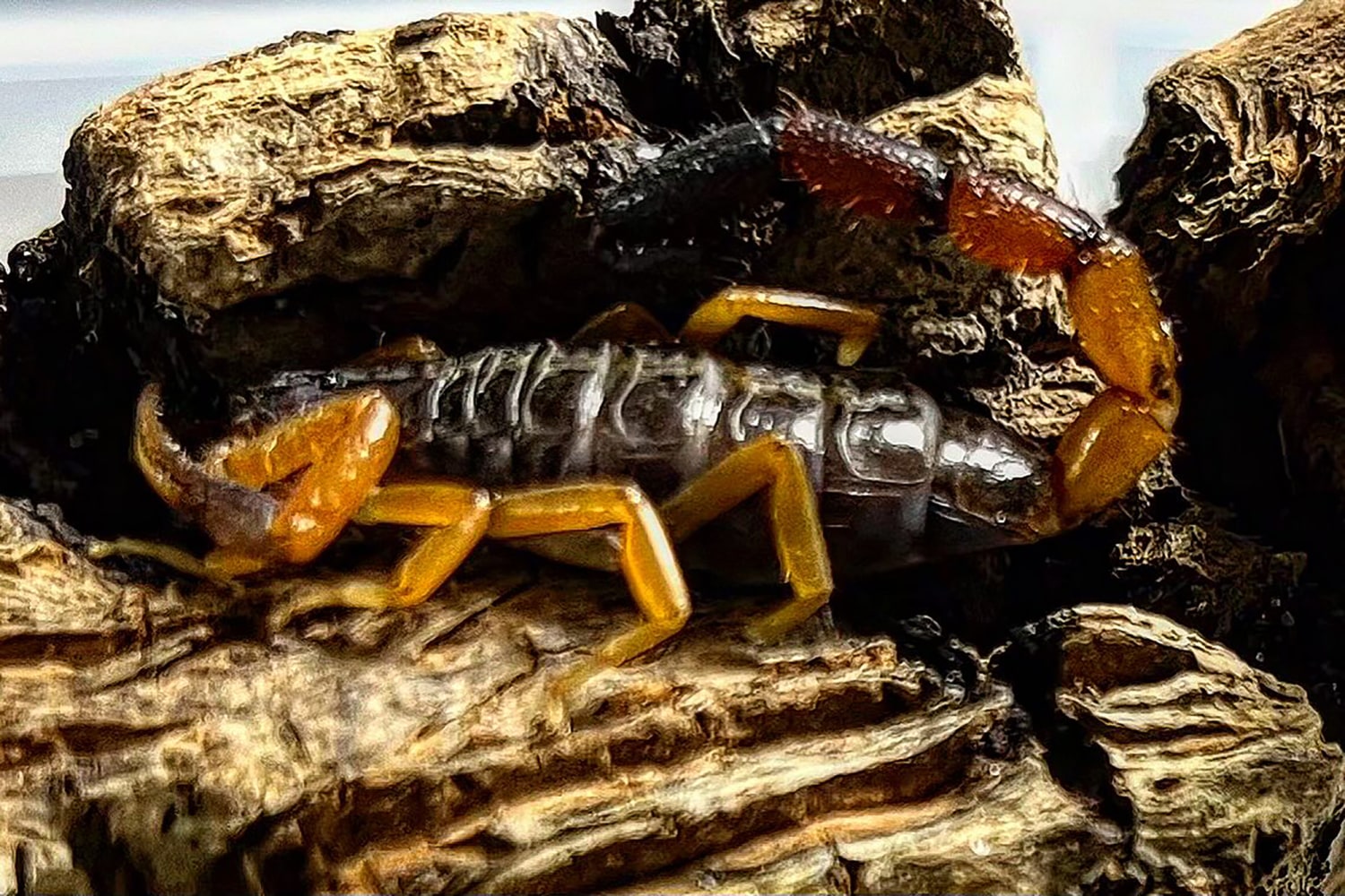 Woman finds scorpion in luggage 12 days after returning from Kenya, image size:1500x1000