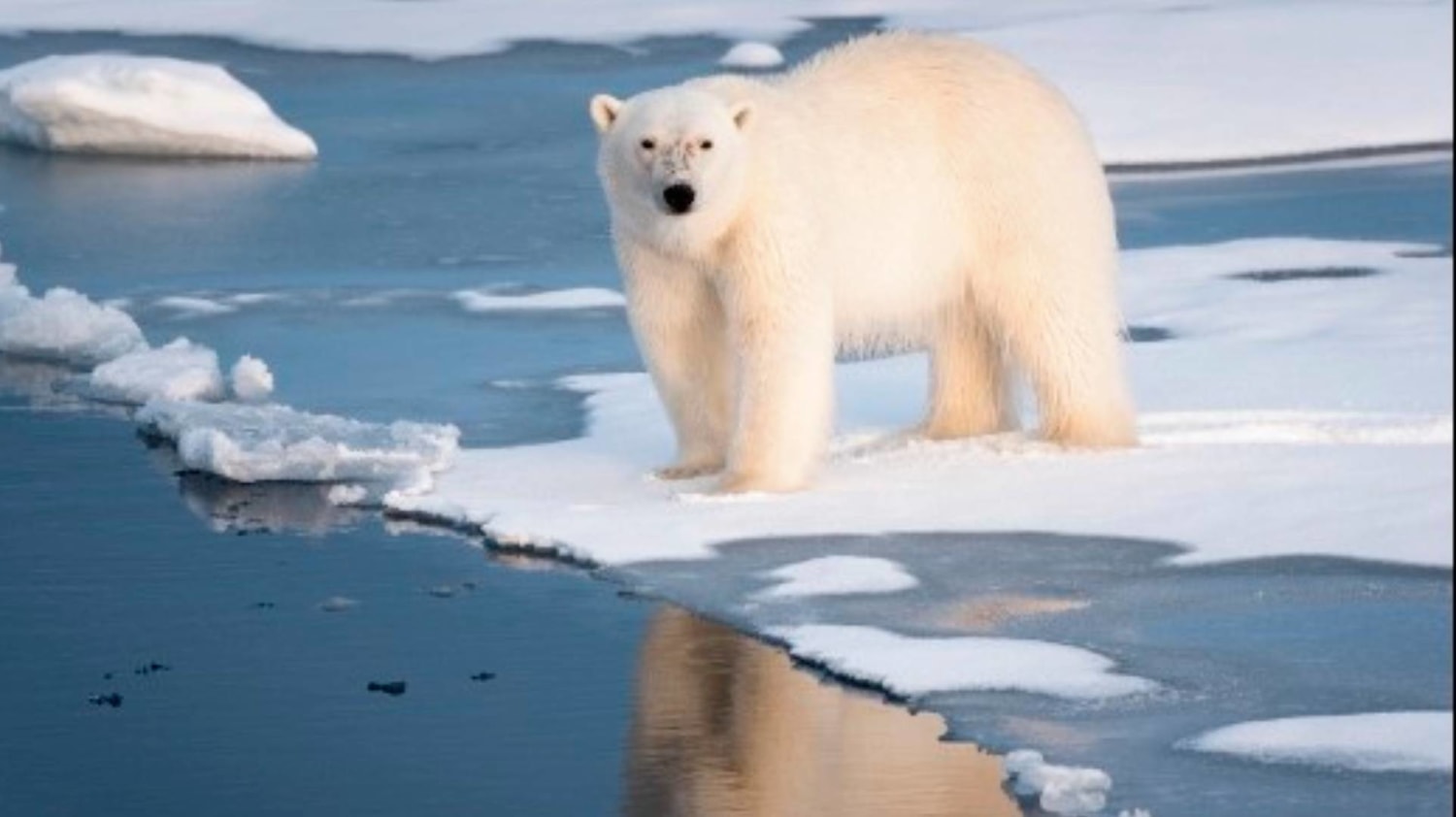 Osos polares enfrentan una complicada supervivencia