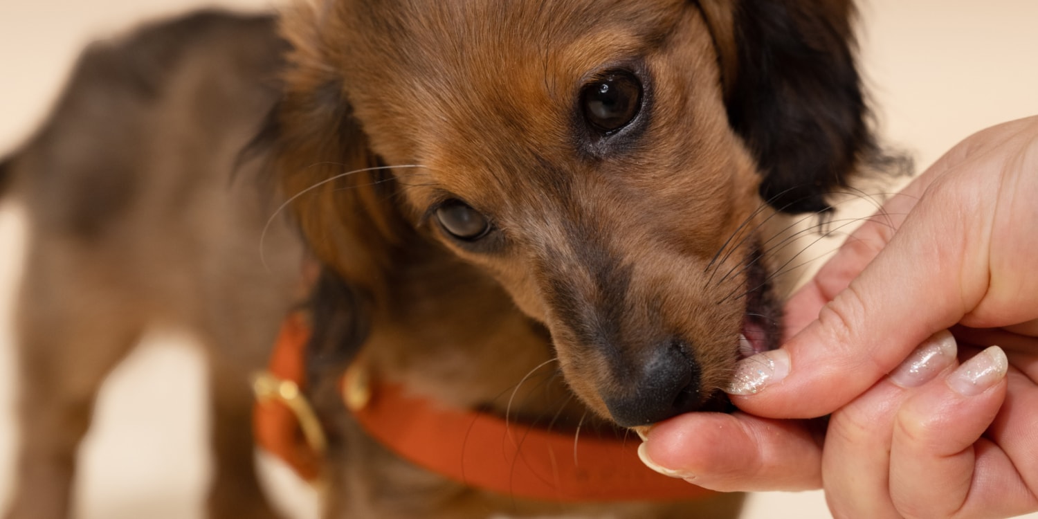 Can i give my 7 week old orders puppy treats