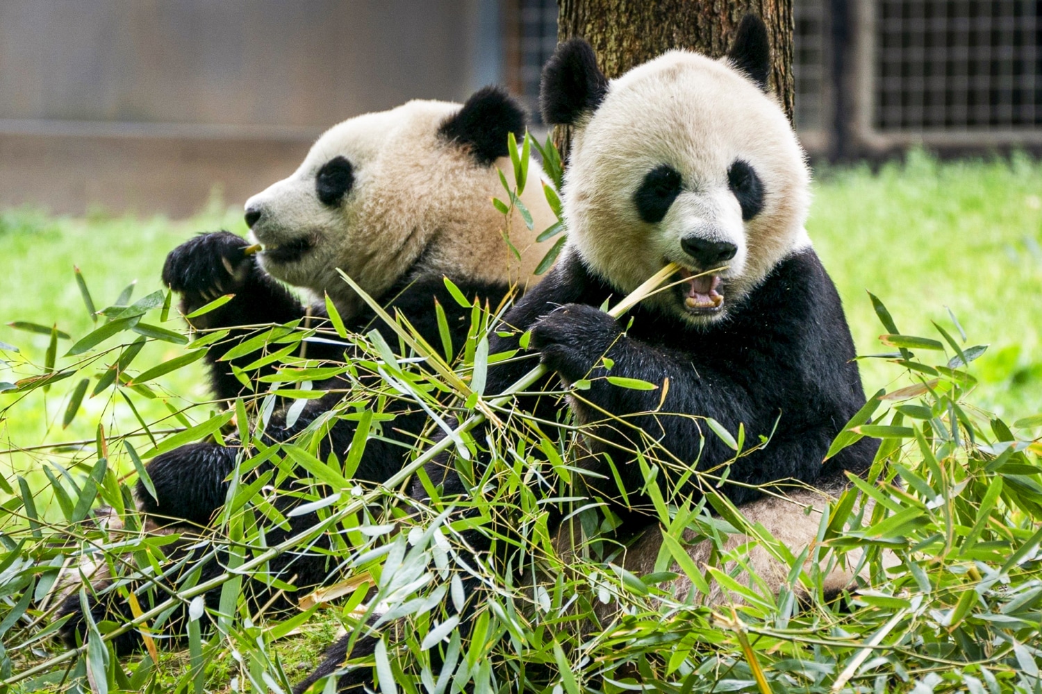 Two giant pandas will arrive at D.C.'s National Zoo this year