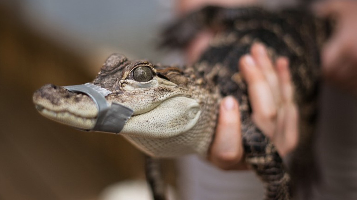 Hombre busca al caimán que dice era su mascota de apoyo emocional, image size:1500x842