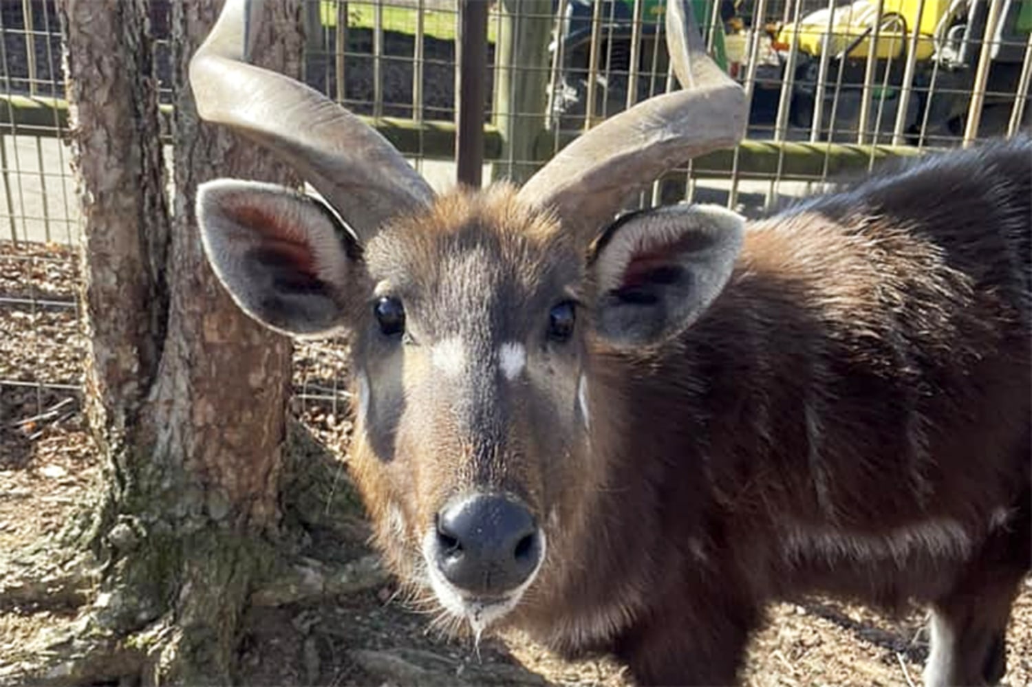 Antelope at Tennessee zoo chokes to death on plastic snack pouch cap
